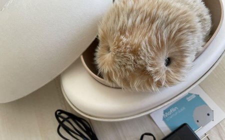 کاسیۆ ئاژەڵێکی ماڵی بە زیرەکی دەستکرد بەرهەم دەهێنێت